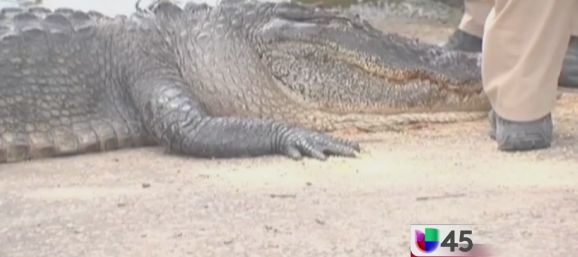 Cazan enorme caimán que mató a un hombre en Texas