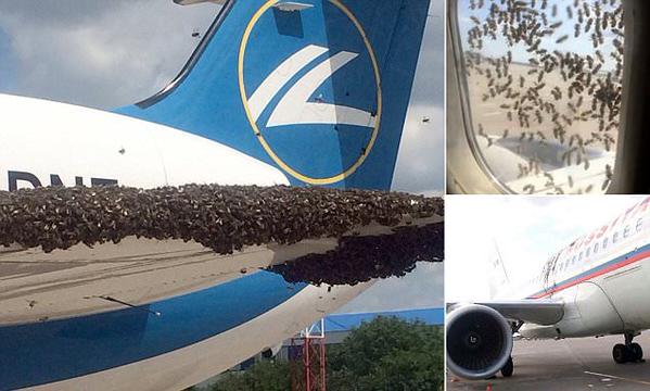 Miles de abejas 'atacan' un avión en un aeropuerto de Moscú