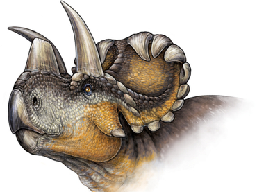 En Canadá descubren a Wendiceratops, el dinosaurio con cuernos que vivió hace unos 79 millones de años