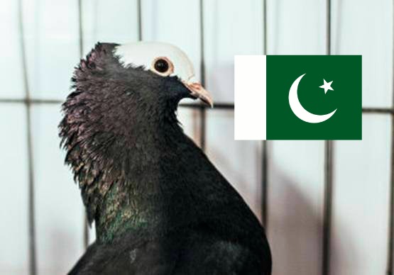 Apresan a paloma por considerarla espía Pakistaní