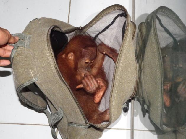 Dos años de cárcel para un hombre por intentar vender un bebé orangután