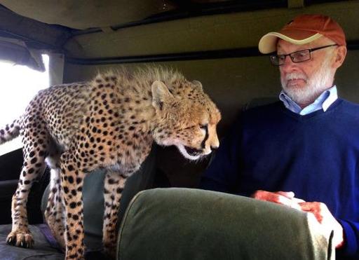 Un guepardo salta dentro de un jeep durante un safari en África