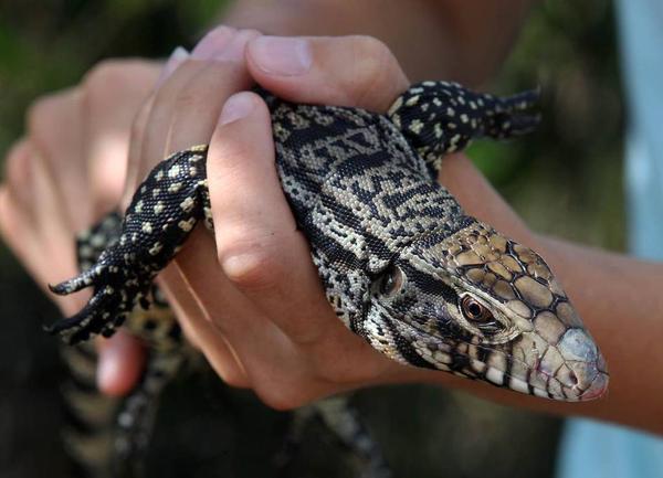 Reptil de América del Sur podría ser una amenaza tan grande como los pitones birmanos