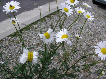 Hallan flores mutantes en Fukushima