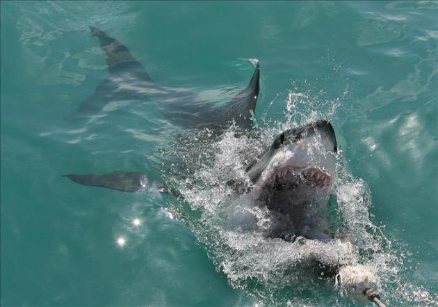 Un tiburón blanco mata a un recolector de moluscos en aguas de Tasmania, en Australia