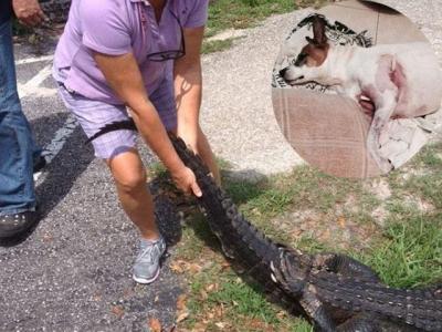 Mujer se enfrenta a un cocodrilo para salvar la vida de su perro