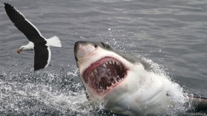 Los 3 métodos más sofisticados para evitar los ataques de tiburón