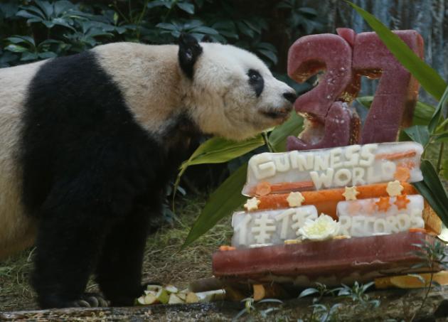 Panda más vieja del mundo con dos records Guinness cumple 37 con tarta vegetal, bambú
