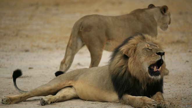 Dos hombres arrestados en Zimbabue por cazar al león Cecil