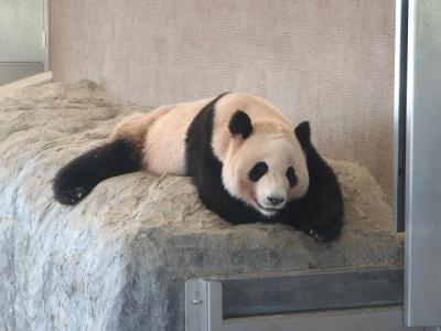 Una osa panda "bandida" finge estar embarazada para lograr privilegios