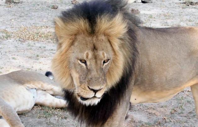 Zimbabue busca extraditar al cazador de EEUU que mató al león Cecil