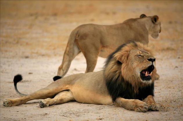 Más de un millón de personas firman peticiones a EEUU y Unión Europea tras caza de famoso león