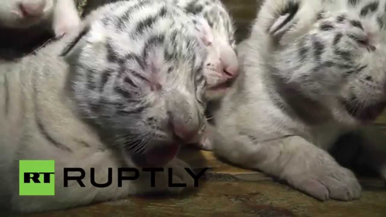 "Animales divinos"...Nacen cuatro leones blancos en Crimea