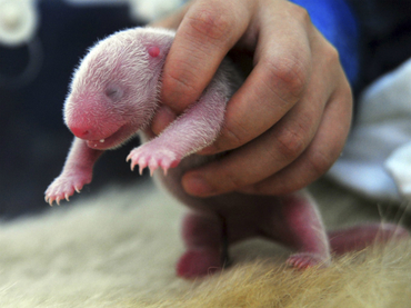 Nacen dos parejas de gemelos de panda gigante en China