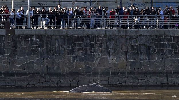 La ballena que apareció en pleno Buenos Aires