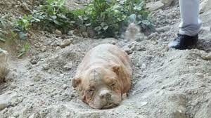 El caso de una perra enterrada viva escandaliza a Francia
