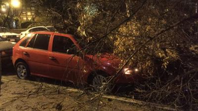 Un árbol cayó en el Buceo y destrozó dos autos