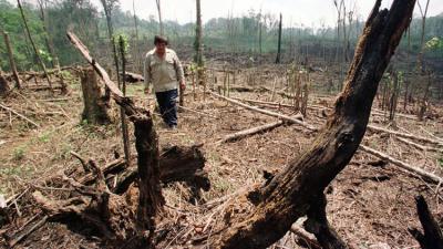 "Madera liquida": Investigadores mexicanos crean un método revolucionario para combatir la deforestación