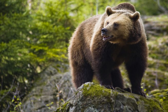 Oso grizzly mata a un hombre en el Parque Nacional de Yellowstone