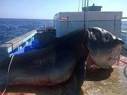 Capturó a un tiburón de seis metros mientras se tragaba a otro