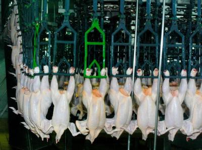 Uno de cada cuatro pollos que se venden en Uruguay carece de control sanitario