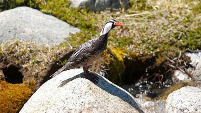 El ave capaz de salvar las aguas de la Patagonia