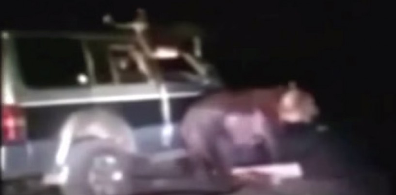 Tres rusos enviados a prisión por atropellar a un oso para luego violarlo