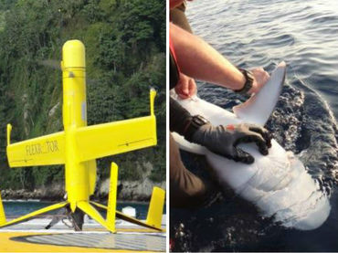Drones militares reconvertidos protegen tortugas y tiburones