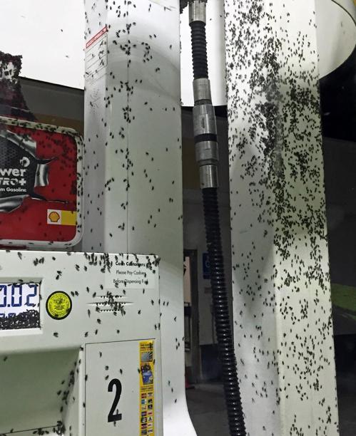 Insectos invaden casas y vehículos en California
