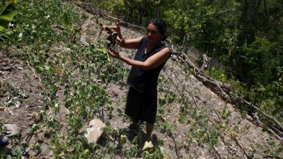 Honduras al borde de una hambruna a causa de El Niño