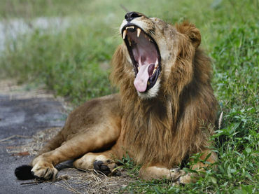 León mata a guía durante safari en Zimbabue
