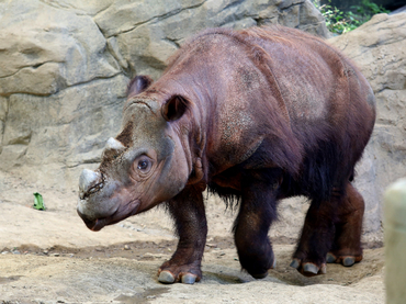 Zoo de Ohio enviará rinoceronte a Indonesia para aparearse