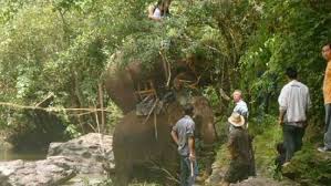 Un elefante mató a su guía y huyó a la jungla con 3 turistas en el lomo en Tailainda