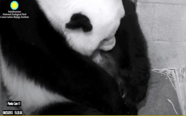 Murió el más pequeño de los pandas nacidos en un zoológico de EEUU