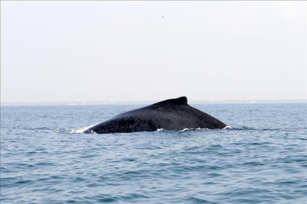 El número de ballenas jorobadas en Australia es el más alto en décadas