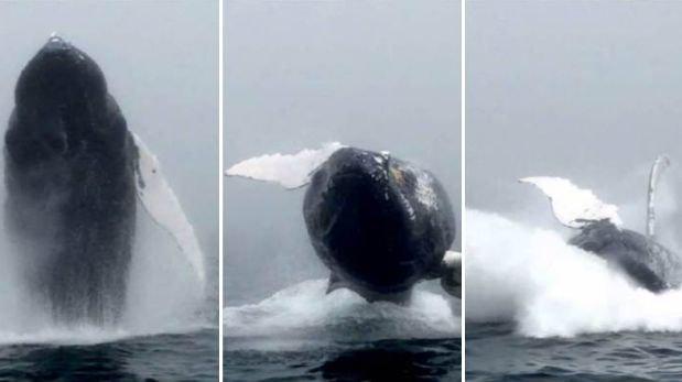 Impresionante salto de una ballena captado por una turista