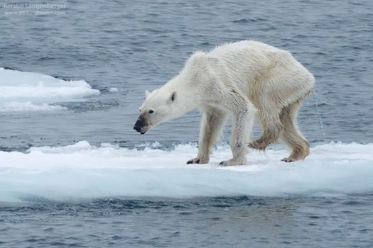 Impactante fotografía de una desnutrida osa polar suscita alarma sobre el cambio climático