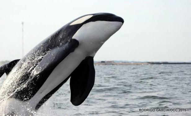 Una orca de 5 metros apareció a los saltos en La Paloma y dejó atónitos a los habitantes