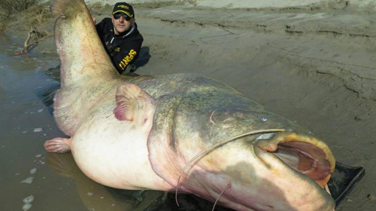 Pescan al pez gato más grande del mundo: Casi 3 metros y 400 kilos