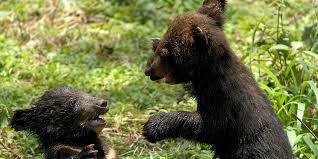 Florida aprueba cacería controlada de 320 osos negros