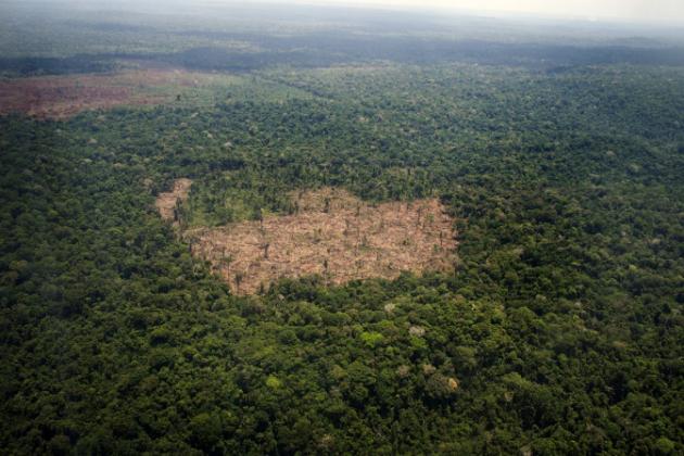 La tasa de desaparición de bosques en el mundo baja a la mitad desde 1990