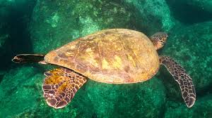 Récord de anidación de tortugas marinas en EEUU