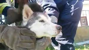 Bomberos rescataron perro atrapado toda la noche entre alambre y espinas en Ciudad del Plata