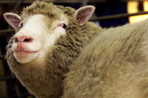 Parlamento Europeo vota por el endurecimiento de medidas que prohíben la clonación de animales