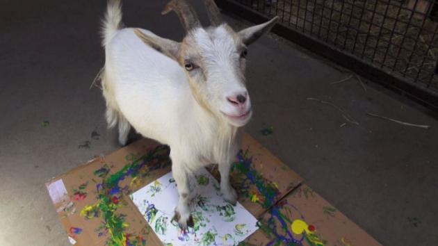 Zoo de Oakland subasta obras pintadas por sus animales
