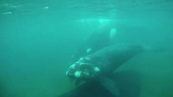 Logran grabar a dos ballenas copulando en Puerto Pirámides, Argentina