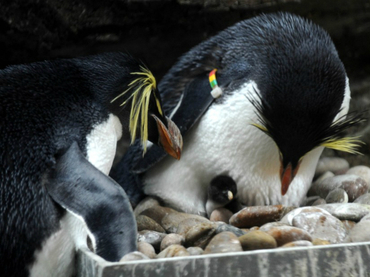 Pingüinos de cresta son fieles pese a la distancia, indica estudio
