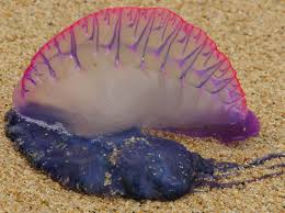 Chile cierra playas por la aparición de una medusa