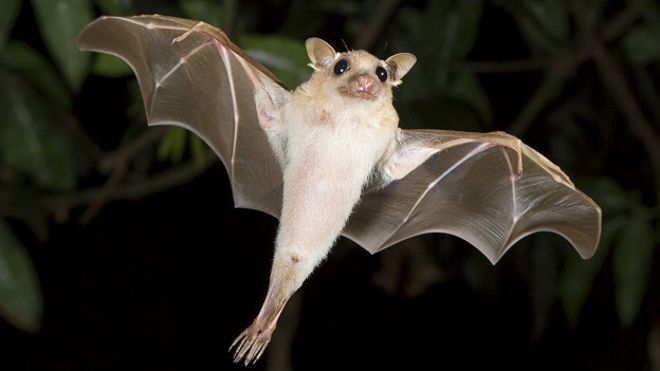 Pese a tener mala prensa los murciélagos valen más de mil millones de dólares por mantener a raya a las plagas