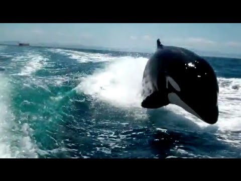 Pánico en el mar: Ballenas asesinas persiguen y alcanzan a bote que huye a toda velocidad